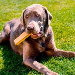 Larsson Yaky Kaukäse XL -ROYAL CANIN Verkaufsgeschäft 06d40594a1ce5b7fb2b9172bc3bce44107037525 1327624 de DE 620ca0cdbae088fab54671a36b17dafb3fbfc6ccVv825o