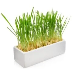 Canadian Cat Company Futterbar Cat Diner Grau/ Weiß -ROYAL CANIN Verkaufsgeschäft 0e525574824550e168be02a6fecb7a609ed284ae 1360972 de DE a02d68c3a8d109b1266e955b4dfb6c9ffc1d2950Klvw73