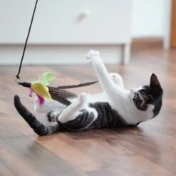 Schlitzohr Katzenangel Federanhänger 5x -ROYAL CANIN Verkaufsgeschäft 11ed2d225658009b8abd2f7334a71527c7d32c64 1484675 de DE 2194cc6dae193c9b0d821763f83834cddf74faa5Q2fI5o