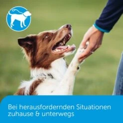 ADAPTIL Calm Halsband Anti Stress Erziehungshalsband S-M -ROYAL CANIN Verkaufsgeschäft 18c946a752892f4e19b912cbebf4186fdea7e93c 1204441 5