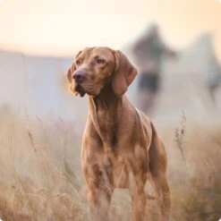 REAL NATURE Adult Mixpaket 6x800g Mixpaket 1 -ROYAL CANIN Verkaufsgeschäft 2a7e6cb20be89e03efc3fb044f52385d1267f3cd 1314110 de DE Real Nature Original Dog bild