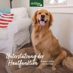 Aniforte Plus Fell & Haut 90 Tabletten 11 Aniforte Plus Fell & Haut 90 Tabletten -ROYAL CANIN Verkaufsgeschäft 2da2ea83fa248e92ee9acfd2e3f8568c55dcdb31 1455931 de DE 239615c2b00859b7d44aacff60b7aa3d2786ca900XTwAq