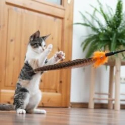 Schlitzohr Federwedel Birdy 3er Pack -ROYAL CANIN Verkaufsgeschäft 2e08cedc855b4fe4d22372cc22f48cef3188be3c 1659562 de DE 4a8ba2ccf79071630769db1080a8b14fba93fcb3EKX8X8