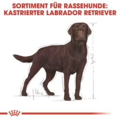 ROYAL CANIN Labrador Adult Sterilisiert 12 Kg -ROYAL CANIN Verkaufsgeschäft 31e1f6a26267d1a0a69c021124625ae837af3de5 d2e7d1ca570bae873340e636115141da7ec0dc2c