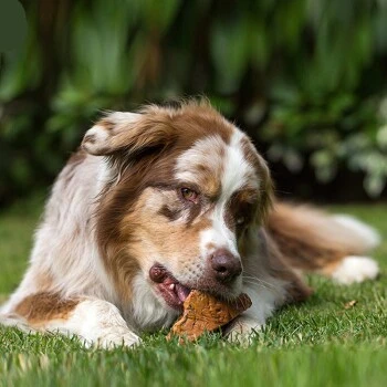 Chewies Kauwurzel S 4 Chewies Kauwurzel S – Bild 2