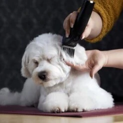 Moser Schermaschine Arco Pro -ROYAL CANIN Verkaufsgeschäft 365e29754c538dcc259069da0cc9793e69d0b654 8ffdd5bc19f3a136ec865d6030d040722a7ad1c3