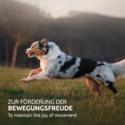 Aniforte Hagebuttenpulver 250 G -ROYAL CANIN Verkaufsgeschäft 371bde9e3285a4fcb792b2077e7e11efb3fc6444 1477522 de DE dcf8dd31684d03113e4766c6c26a2301e4db72b6Kabo3F