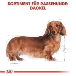 ROYAL CANIN Dachshund Adult Mousse 12x85g -ROYAL CANIN Verkaufsgeschäft 3e00f9d2a998881197cc4978220ea135ca47c0c1 eeff6dbc0deb1a69304ddefd8bd28703b98639ef