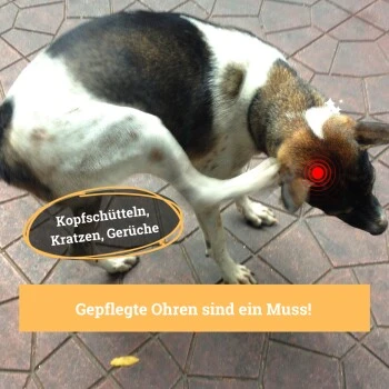 BeG Buddy Ohrreiniger Für Hunde, Juckreiz, Verschmutzung & Ohrmilben, Ohrenpflege Hund 4 BeG Buddy Ohrreiniger Für Hunde, Juckreiz, Verschmutzung & Ohrmilben, Ohrenpflege Hund – Bild 2