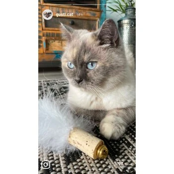 Kater Kasimir Deluxe Set Mit 9 Beliebten Katzenspielzeugen Aus Naturmaterial Und Handgemachtem CATDAD Armband 7 Kater Kasimir Deluxe Set Mit 9 Beliebten Katzenspielzeugen Aus Naturmaterial Und Handgemachtem CATDAD Armband – Bild 5