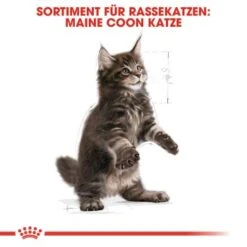 ROYAL CANIN Maine Coon Kitten 4 Kg -ROYAL CANIN Verkaufsgeschäft 5363adbcd5720069c9dee834c28d247ed6c58d7d 78d41fa69f58c3708158103686f8d71d73464eed