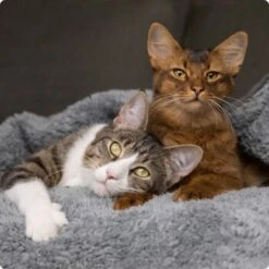 SELECT GOLD Adult Acceptance 6x400 G -ROYAL CANIN Verkaufsgeschäft 536de371626fbac7381fe51ce63607aedfae0cd8 1099803 de DE 4 Select Gold Cat 1