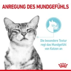 ROYAL CANIN SENSORY Feel In Gelee Für Wählerische Katzen 12x85g -ROYAL CANIN Verkaufsgeschäft 590127f8e1b52f0756894eced70d3b3549a39521 4ac93b4f7ac0e7f93318f085864f31129c728871