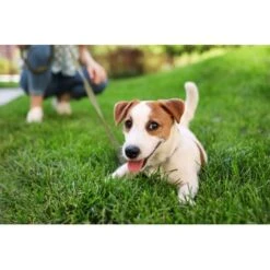 THE DOG IDEA Welpen Schleppleine Orange 5 M -ROYAL CANIN Verkaufsgeschäft 5d0a4acdc668b99c826e3e55ee312fbf60f16c52 1498651 de DE e16a4292a829df8d827d95f362f37959d291990atVTbef