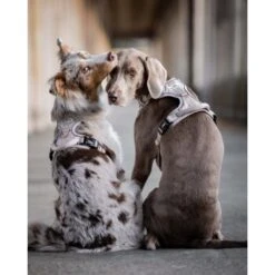 Freudentier Atmungsaktives Hundegeschirr S -ROYAL CANIN Verkaufsgeschäft 60763e7cdc3143ae2ada3f33a2b124e946c82892 1429123 de DE 05eb8356fc8846a85db1b1c7dbf343213de5fba4a7ntWK