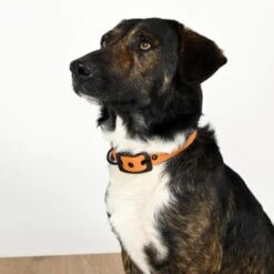 THE DOG IDEA Biothane Halsband Peach Schwarz S -ROYAL CANIN Verkaufsgeschäft 60b17b09ebe3d4cc1ba930b08c46f940746cb1fd 1679210 de DE 143bd97d5dfb6fc8995ab09f79c3a876891e8a9fhDOq9K