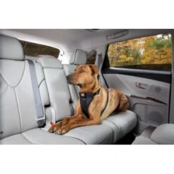 Kurgo Sicherheitsgeschirr XS -ROYAL CANIN Verkaufsgeschäft 619516b10b1c8b18d6ea7d46179dd9d07183e503 a6b01c753702cf19a2c027a527b9c62fcb6429b2