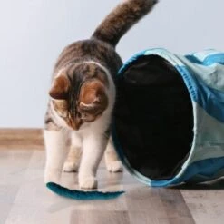 Kater Kasimir 3 Handgerollte Filzwürmchen Aus Schurwolle + 1 Mini-Flasche Katzenminze-Spray -ROYAL CANIN Verkaufsgeschäft 628f7d1d4ec1f70990cd24d861db16d7b447278c 1409266 de DE e1034005335ef5de37662c8ab367f77b33e0f5830ItxtL