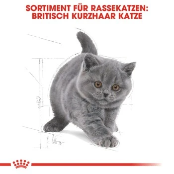 ROYAL CANIN British Shorthair Kitten 2 Kg 9 ROYAL CANIN British Shorthair Kitten 2 Kg – Bild 7