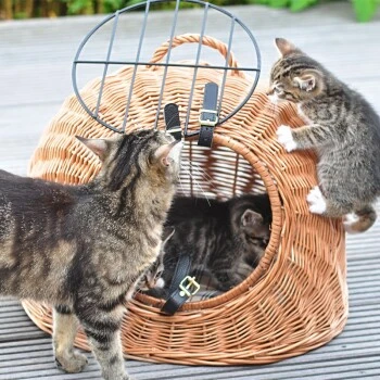 Aumüller Rattanhöhle Gesottene Weide 5 Aumüller Rattanhöhle Gesottene Weide – Bild 3