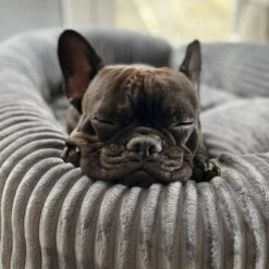 Wallace & Jones Hundebett Cordo Dunkelgrau S -ROYAL CANIN Verkaufsgeschäft 650358cd3f1512840f1cd8a9a581a4dfbde6e458 1449005 de DE dc5e53058606749041c91f632b2e56fc84c2efc1LzmiN1