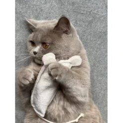 Kater Kasimir Premium Paket Mit 7 Beliebten Katzenspielzeugen Aus Naturmaterial 11 Kater Kasimir Premium Paket Mit 7 Beliebten Katzenspielzeugen Aus Naturmaterial -ROYAL CANIN Verkaufsgeschäft 69d850d83d44dd51ee163b4ce9871d685e5144a3 1408152 de DE 5e0e2fa341f3b7f13618444c260f3bc5df86140eIfTKHQ