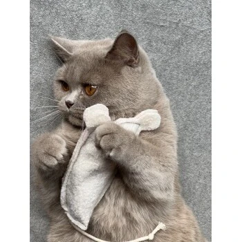 Kater Kasimir Premium Paket Mit 7 Beliebten Katzenspielzeugen Aus Naturmaterial 7 Kater Kasimir Premium Paket Mit 7 Beliebten Katzenspielzeugen Aus Naturmaterial – Bild 5