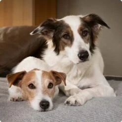 SELECT GOLD Complete Huhn Mini Senior 4 Kg -ROYAL CANIN Verkaufsgeschäft 6abb6915af23c615d0cf74853b0a3bb663e7931c 1096086 de DE 4 Select Gold Dog