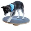Altranet Fitpaws 20 Wobble Board 1 Altranet Fitpaws 20 Wobble Board -ROYAL CANIN Verkaufsgeschäft 6b3bbaeae3c0382f7bb151c1300fff960559718a 171bdc7d3481e8a87f6249b6e8ad5cc44472b295