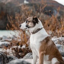 THE DOG IDEA Boho-Chic Halsband Mokka L -ROYAL CANIN Verkaufsgeschäft 6b49a99aa143d54502c8eb3ec2408952c563ffa4 1485274 de DE 1df4c97abf7367170a94b9b3059f319b00fb78f7T5UAow