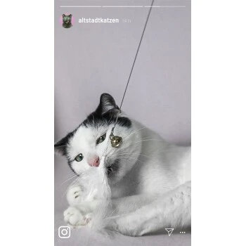 Kater Kasimir Premium Katzenangel Mit 4 Handgemachten Anhängern Aus Naturmaterial 6 Kater Kasimir Premium Katzenangel Mit 4 Handgemachten Anhängern Aus Naturmaterial – Bild 4