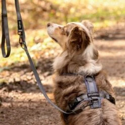 STUCH Geschirr Hund Gepolstert Schwarz XS -ROYAL CANIN Verkaufsgeschäft 7a1c9d546c19f08194414d37b16b69c27b92778e 1410595 de DE dce7e0c7e703676d73dc32a22bfb46eb480ed9968Nidwb