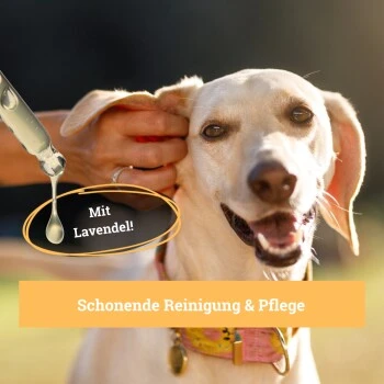 BeG Buddy Ohrreiniger Für Hunde, Juckreiz, Verschmutzung & Ohrmilben, Ohrenpflege Hund 7 BeG Buddy Ohrreiniger Für Hunde, Juckreiz, Verschmutzung & Ohrmilben, Ohrenpflege Hund – Bild 5