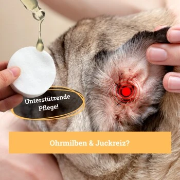 BeG Buddy Ohrreiniger Für Hunde, Juckreiz, Verschmutzung & Ohrmilben, Ohrenpflege Hund 6 BeG Buddy Ohrreiniger Für Hunde, Juckreiz, Verschmutzung & Ohrmilben, Ohrenpflege Hund – Bild 4