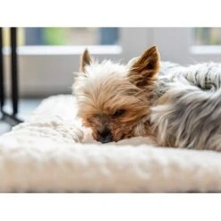 TrendPet Heaven Gefütterte Liegedecke Beige XS -ROYAL CANIN Verkaufsgeschäft 7fadb1f3b675cc447952f25a50c4eaec3659ecf9 1247692 de DE 5a5934f7ad304a3b0994cac230736be20cd35855BE4V6X