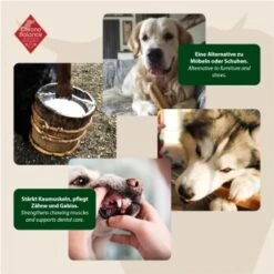 ChronoBalance Kuhmilch Käsestick (XL) 2er Paket -ROYAL CANIN Verkaufsgeschäft 80c435fb1a64772df08c2807cbb72aa6cb434ce1 1418708 de DE 6e5d452c715e3c46c21bd7dd434bb74b98e2078f2NxQrD