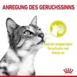 ROYAL CANIN SENSORY Smell In Gelee Für Wählerische Katzen 12x85g -ROYAL CANIN Verkaufsgeschäft 8189732b9ae1a398fb4fb109d95a4bf54f9ea43e e98d42f060ba951a9dc658034746788da77dfcfd