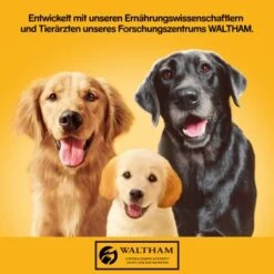 Pedigree Classic 12x800g 3 Sorten Geflügel -ROYAL CANIN Verkaufsgeschäft 83c0001e15f2d8aa8d8ce31c6ed7d9866ef560bf 1100606 de DE pedigree 1