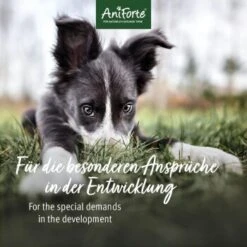 Aniforte Junior Active 250 G -ROYAL CANIN Verkaufsgeschäft 85f14959766b1456ddfebecc96c0620d66b937f8 1422210 de DE 2b250799eeaa3b0c7abfb8ddb6b25faa05fec06cbuKE8w