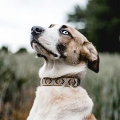 THE DOG IDEA Boho-Chic Halsband Mokka L -ROYAL CANIN Verkaufsgeschäft 8f74ea3d739601b79e563fdb62f8ef3bc2feb824 1485274 de DE 46d925aa762dcb92971f56ec368f3d6e869ab635KGmVRv