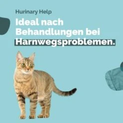 Almo Nature Almo Holistic Urinary Help 30x70g Mit Fisch 10 Almo Nature Almo Holistic Urinary Help 30x70g Mit Fisch -ROYAL CANIN Verkaufsgeschäft 9063686471fb7b7e5b912b21ee80edd67cd85677 1479698 4 de