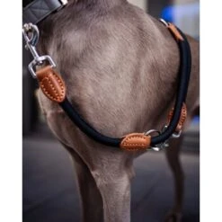 Freudentier Runde Hundeleine Aus Nylon -ROYAL CANIN Verkaufsgeschäft 942823ebee2576e7111c9820cf93fb6b8f379a00 1427873 de DE f4a19ef1aa2e778fccfb3d16d99a43d437f8d911gIlxrp