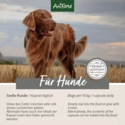 Aniforte Zecken Schild (35 Bis 50kg) Für Große Hunde 60 Kapseln 12 Aniforte Zecken Schild (35 Bis 50kg) Für Große Hunde 60 Kapseln -ROYAL CANIN Verkaufsgeschäft 97cec187f568c6d54681cdd255c40c480b160e91 1444358 de DE ffd45c07e5d1db9ca6ca2f6cb8b8fd03b27d87f7vfb8Nc