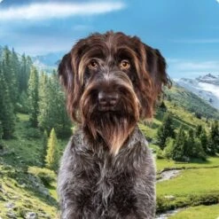 REAL NATURE Country Selection Andalusia Rind Mit Spanischem Kaninchen 12 Kg -ROYAL CANIN Verkaufsgeschäft 994f675da00c981c1590f6030ee7cf430d718038 1237409004 de DE Real Nature Selection Dog Bild 1