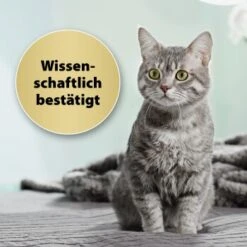 Felisept Home Comfort Set Diffusor + Flakon 45ml -ROYAL CANIN Verkaufsgeschäft 9c015fbf97e9da0b9557db7ed4b82ab2943cb9e3 1667495 3