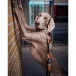 Freudentier Runde Hundeleine Aus Nylon -ROYAL CANIN Verkaufsgeschäft 9cbd0550c75e6e7ab6562d5bbd4475b7b3c6b488 1427873 de DE 472ebf10a10bf729294893bbc003b2304641279cnmtH3L