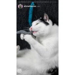 Kater Kasimir 10 Handgerollte Filzwürmer Aus Echtem Wollfilz (Sparpack) 9 Kater Kasimir 10 Handgerollte Filzwürmer Aus Echtem Wollfilz (Sparpack) -ROYAL CANIN Verkaufsgeschäft a1d9ec9b5677837ff914c946fc56ce6df3fdd0c8 1408147 de DE 1fc0cc3c919dcaaf28a0e442859a52c0a2aaef43ohv9aP