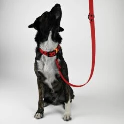 THE DOG IDEA Biothane Hundeleine Rot -ROYAL CANIN Verkaufsgeschäft a4ed9dbc7c9d306c0d63a9ffa74e560c75d48ea2 1487830 de DE 896df9c50beb93fde333eb9b7f5f24e0014b865156ThUF