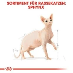 ROYAL CANIN Sphynx Adult 10 Kg -ROYAL CANIN Verkaufsgeschäft a8cac64f1ab197f81295c694045c859b936cf469 3d2d3e46b1efb06d8dd5982093aa1fc1a81b6f69