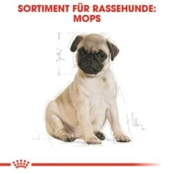ROYAL CANIN Mops Puppy 1,5 Kg -ROYAL CANIN Verkaufsgeschäft a8dcbe3811513f51103c125cc010a70c42f8e19a 27d6edb8ff1416bafe72b5dcbf2cc02303a12fe1